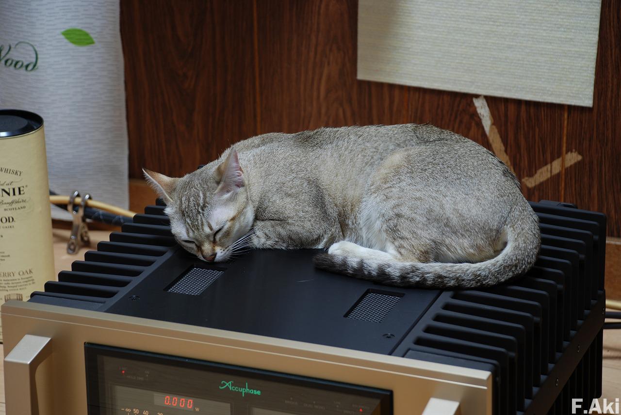 オーディオ・ベースマン見たり聴いたり 猫の魔法で音楽(CD)を聴く・・ウィーン室内合奏団 モーツァルトのディヴェルティメント K.287と音楽の冗談。(健康・誤食)