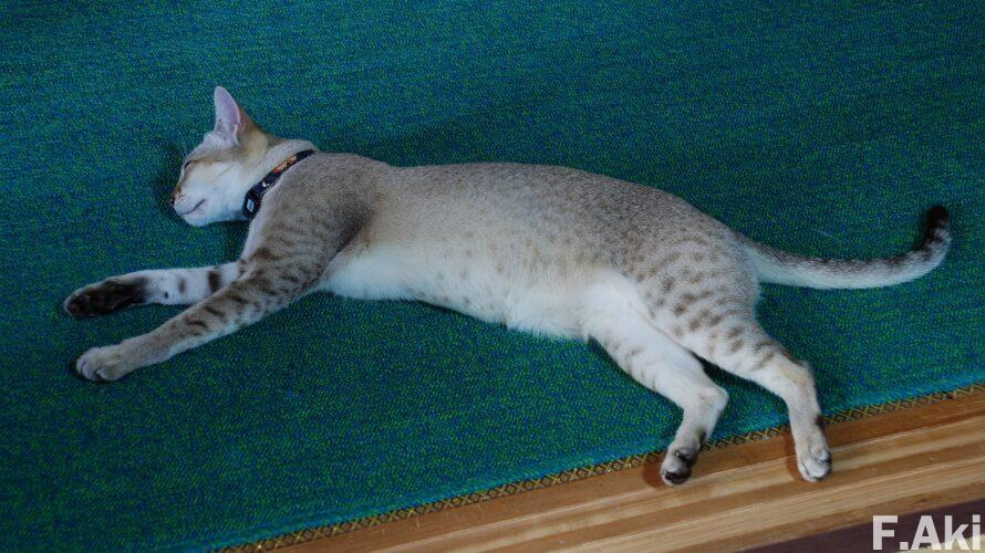 オーディオ・ベースマン見たり聴いたり 猫の魔法で音楽(CD)を聴く・・バリリ弦楽四重奏団のベートーヴェン弦楽四重奏曲全集。(食事・誤食)