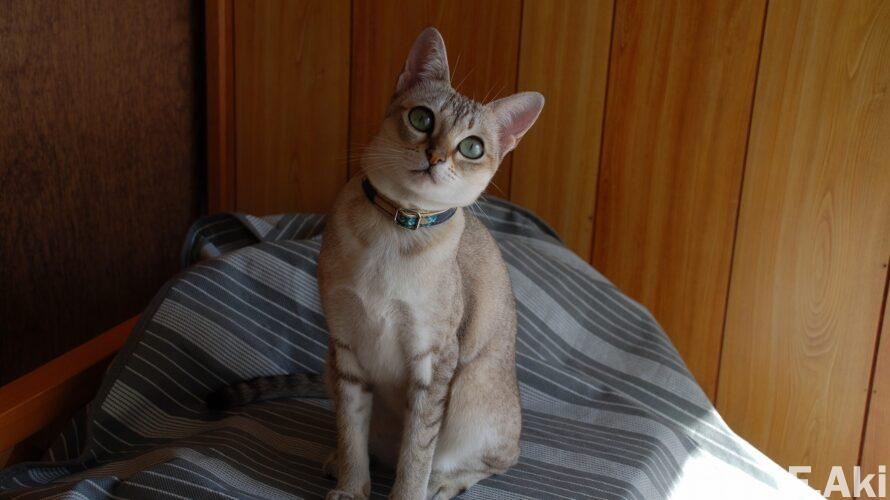 オーディオ・ベースマン見たり聴いたり 猫の魔法で音楽(CD)を聴く・・リーザ・デラ・カーサのR.シュトラウス:四つの最後の歌。(食事・避妊後のカロリー)