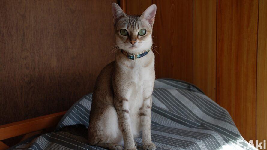 オーディオ・ベースマン見たり聴いたり 猫の魔法でCD(音楽)を聴く・・ハインツ・ホリガーさんのオーボエ四重奏曲・五重奏曲他。(生活・名前の由来)