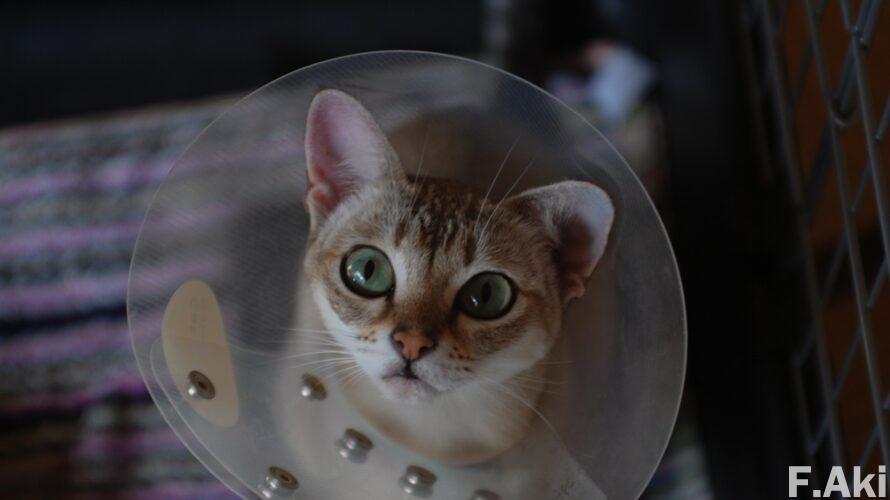 オーディオ・ベースマン見たり聴いたり 猫の魔法でCD(音楽)を聴く・・今井信子さんの「祈り」。(生活・今昔)