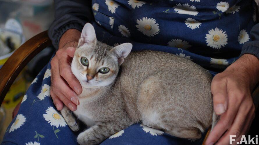 オーディオ・ベースマン見たり聴いたり 猫の魔法で音楽(CD)を聴く・・朝比奈隆さんのブルックナー交響曲全集。(生活・エプロン)