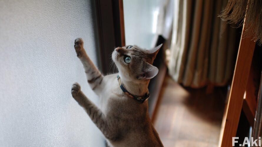 オーディオ・ベースマン見たり聴いたり 猫の魔法で音楽(CD)を聴く・・ウィーン・コンツェルトハウスのシューベルト弦楽四重奏曲全集。(健康・体重)