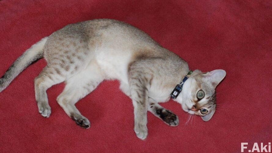 オーディオ・ベースマン見たり聴いたり 猫の魔法で音楽(CD)を聴く・・プリンセス・プリンセスのシングル集・・日本がいちばん熱(あつ)かった時代の象徴。(生活・トイレ)
