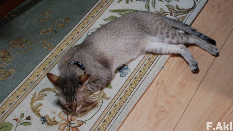 オーディオ・ベースマン見たり聴いたり 猫の魔法で音楽(CD)を聴く・・ショパンの169のピアノ曲。(食事・カロリー)