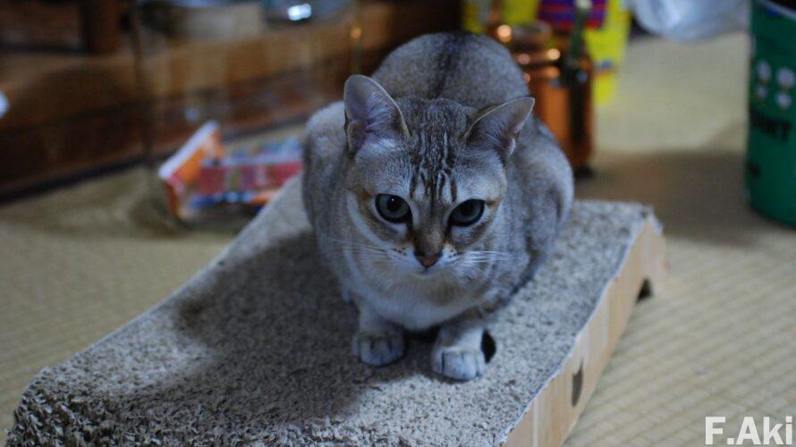 オーディオ・ベースマン見たり聴いたり 猫の魔法で音楽(CD)を聴く チッコリーニのサティのピアノ曲集。(性格・爪とぎ用品)。