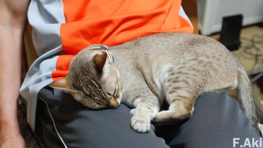 オーディオ・ベースマン見たり聴いたり 猫の魔法で音楽(CD)を聴く・・種ともこさんの「みんな愛のせいね」。(性格・可愛らしさ)